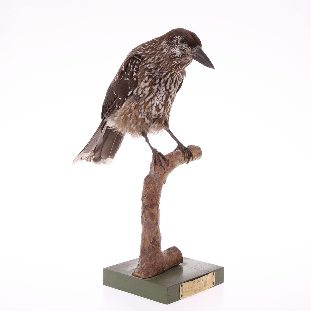 NÖTKRÅKA, uppstoppad.