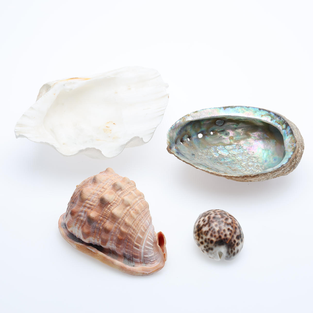 SNÄCKOR, 4 stycken, bland annat abalone snäcka.