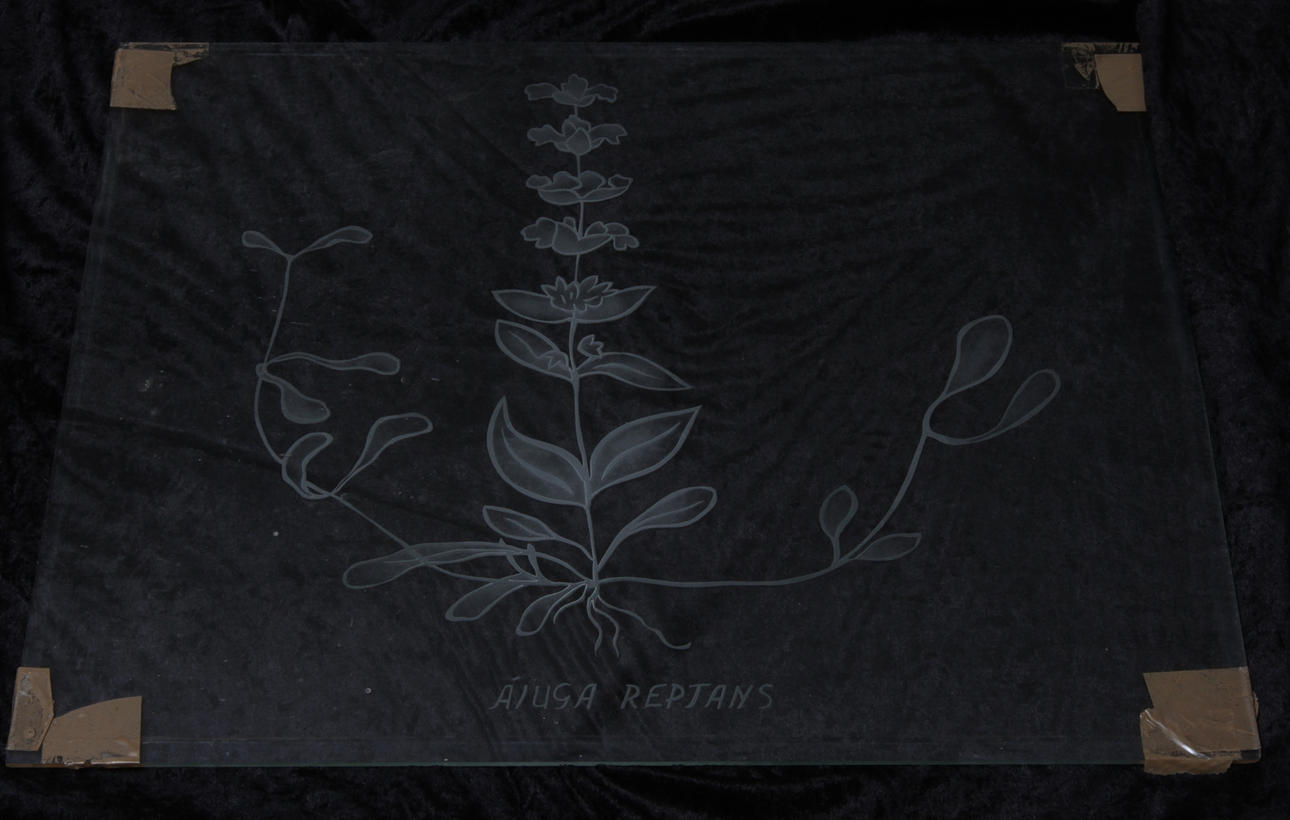 GLASSKIVOR, 21 st, med blomstermotiv, AB Glaskonst, omkring 1900-talets mitt.