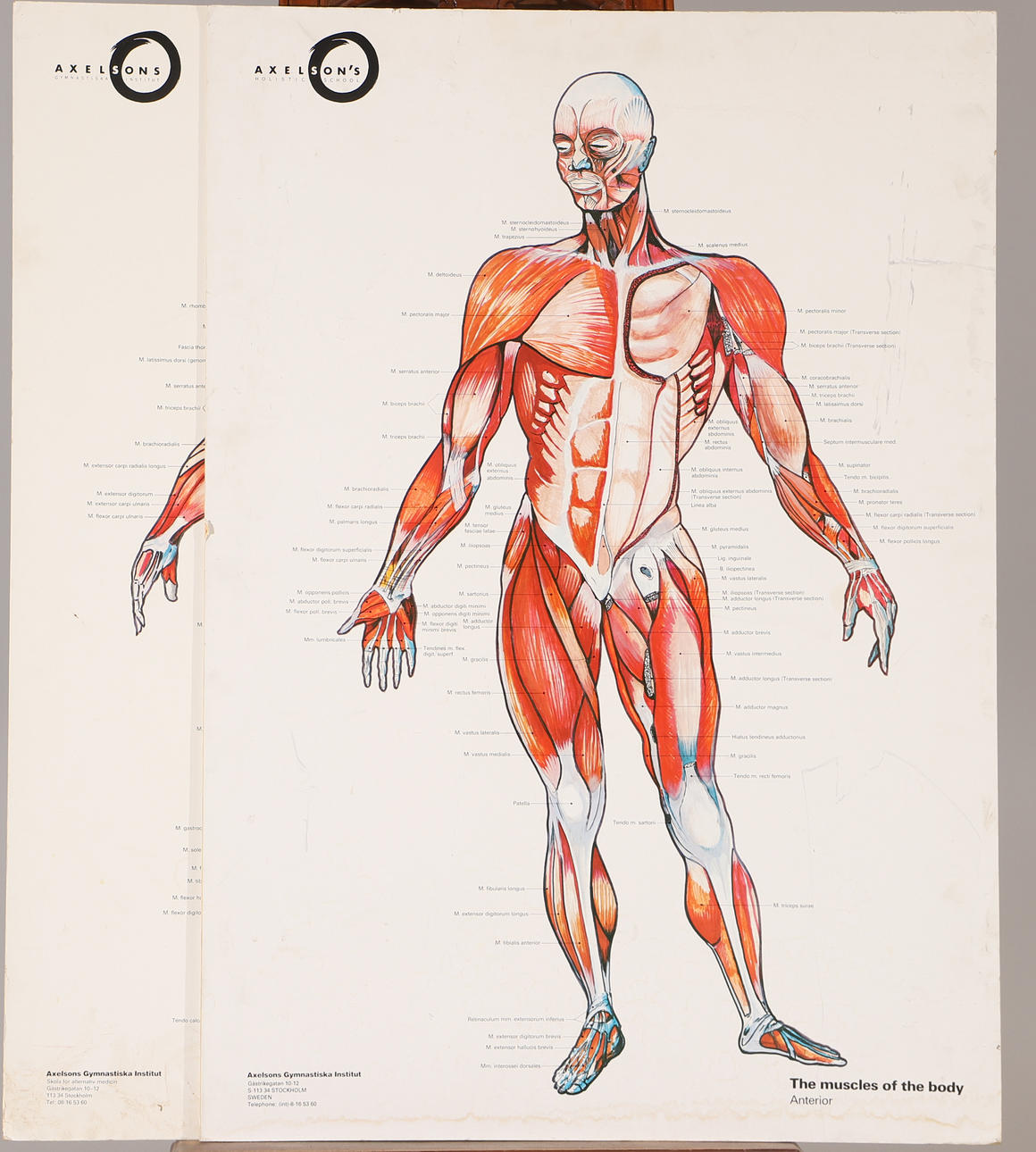 KOULUSUUNNITELMAT, 2 kpl, kehon lihakset.