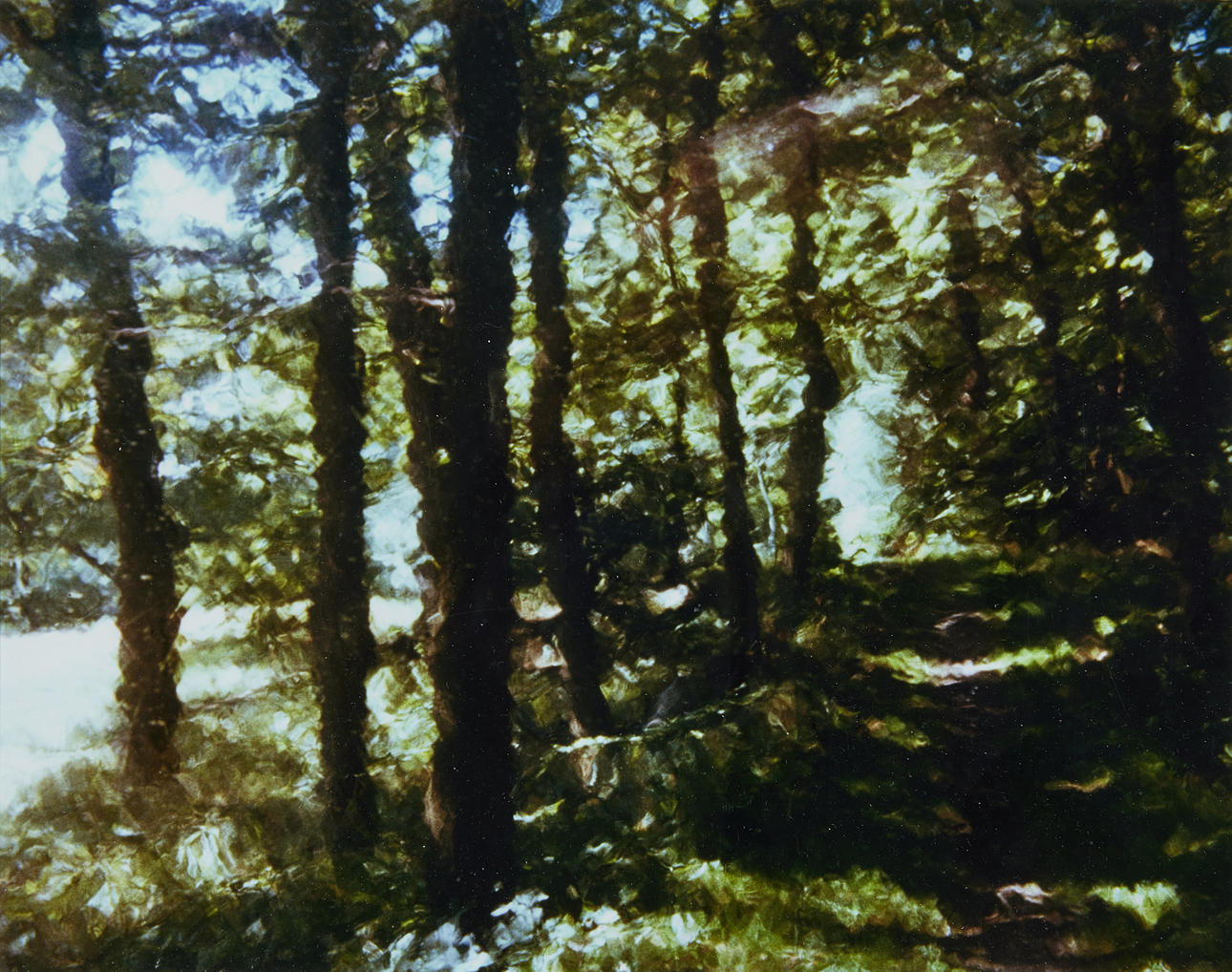 HANS HAMMARSKIÖLD. Metsätie.