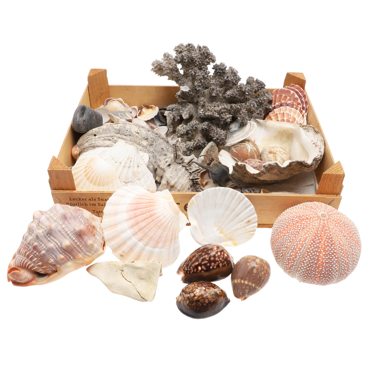 ANTAL SNÄCKSKAL OCH FOSSILER.