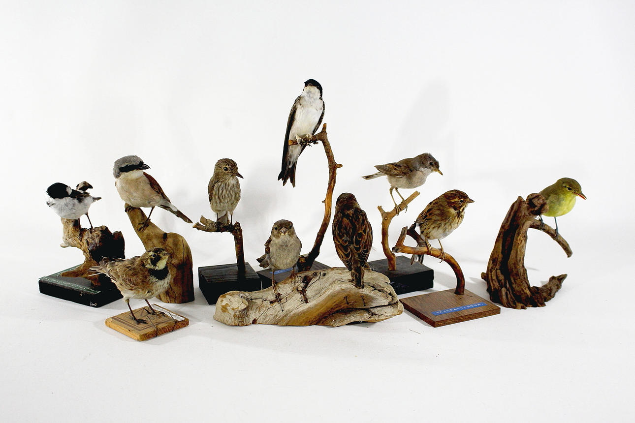 UPPSTOPPADE, blandade småfåglar, 9 st.