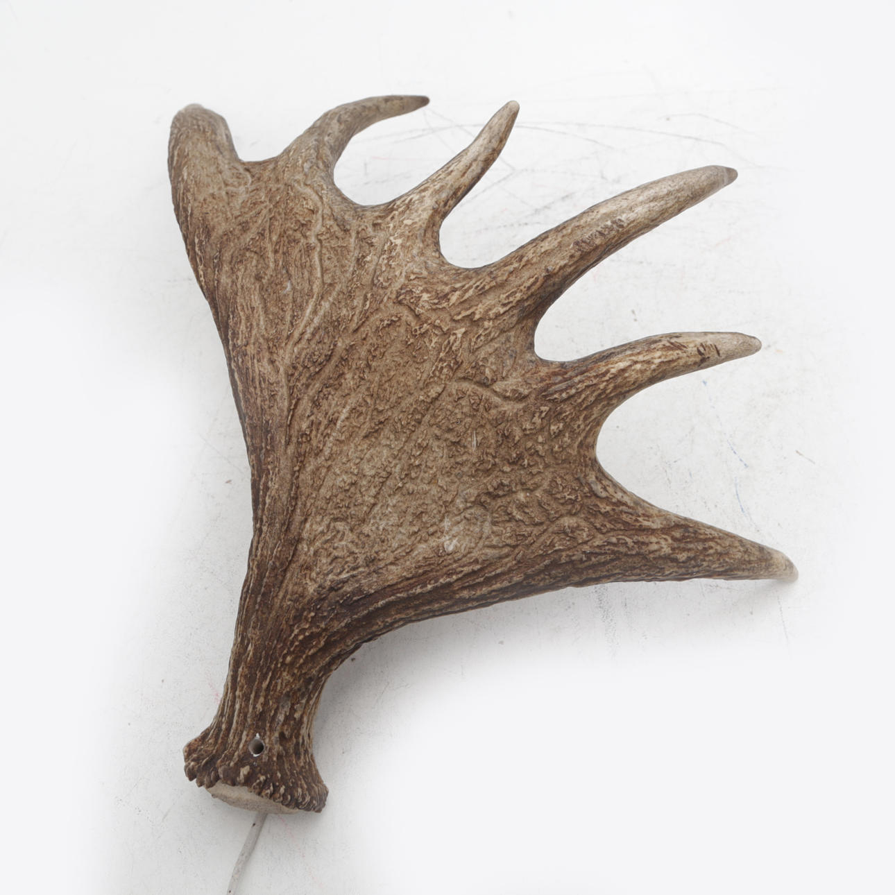 VÄGGLAMPA, med älghorn.