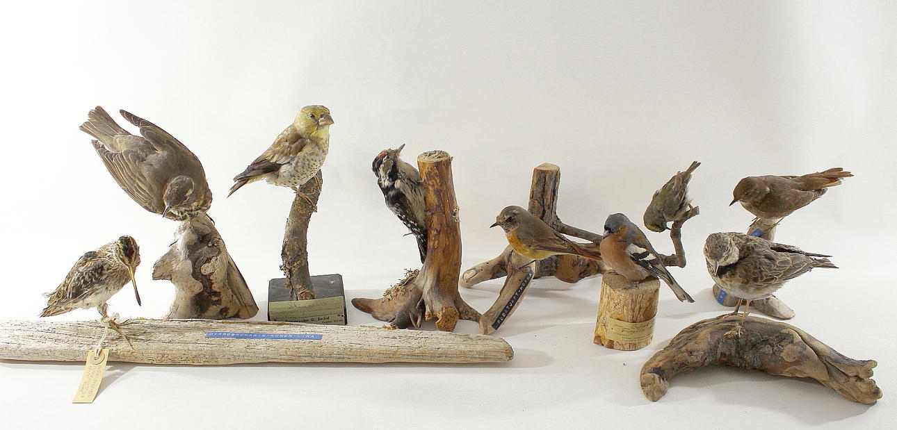 UPPSTOPPADE, blandade fåglar, 9 st.