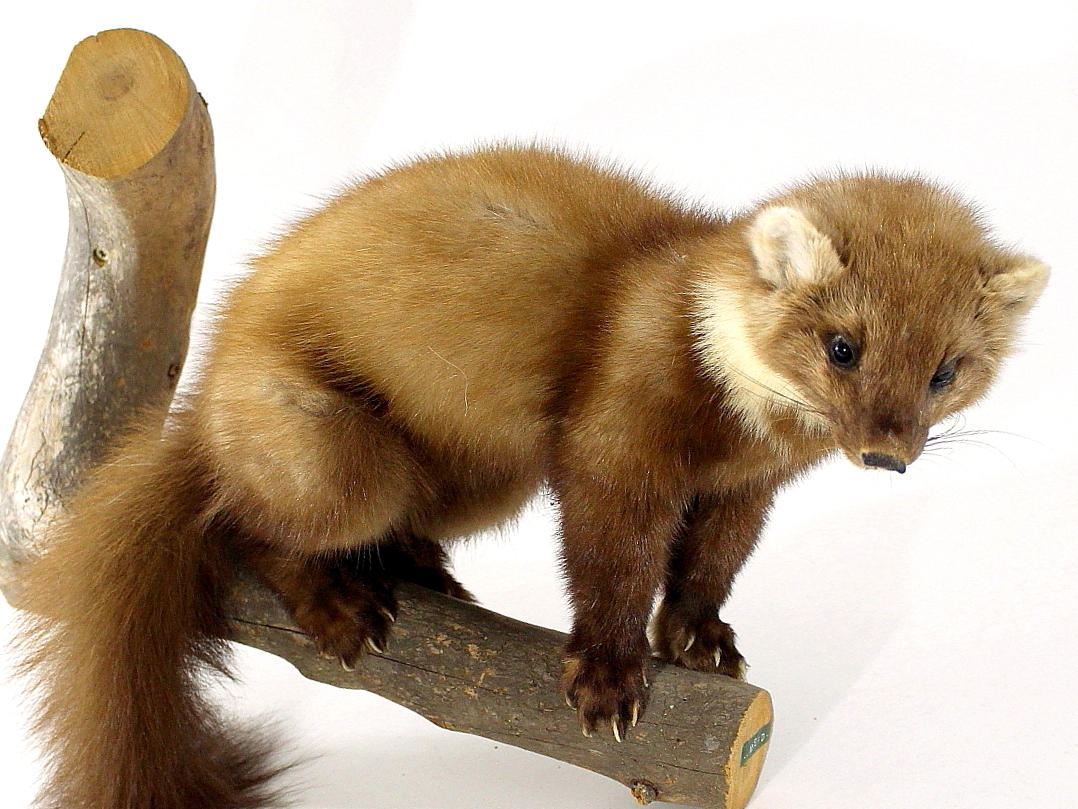 UPPSTOPPAD, Skogsmård.