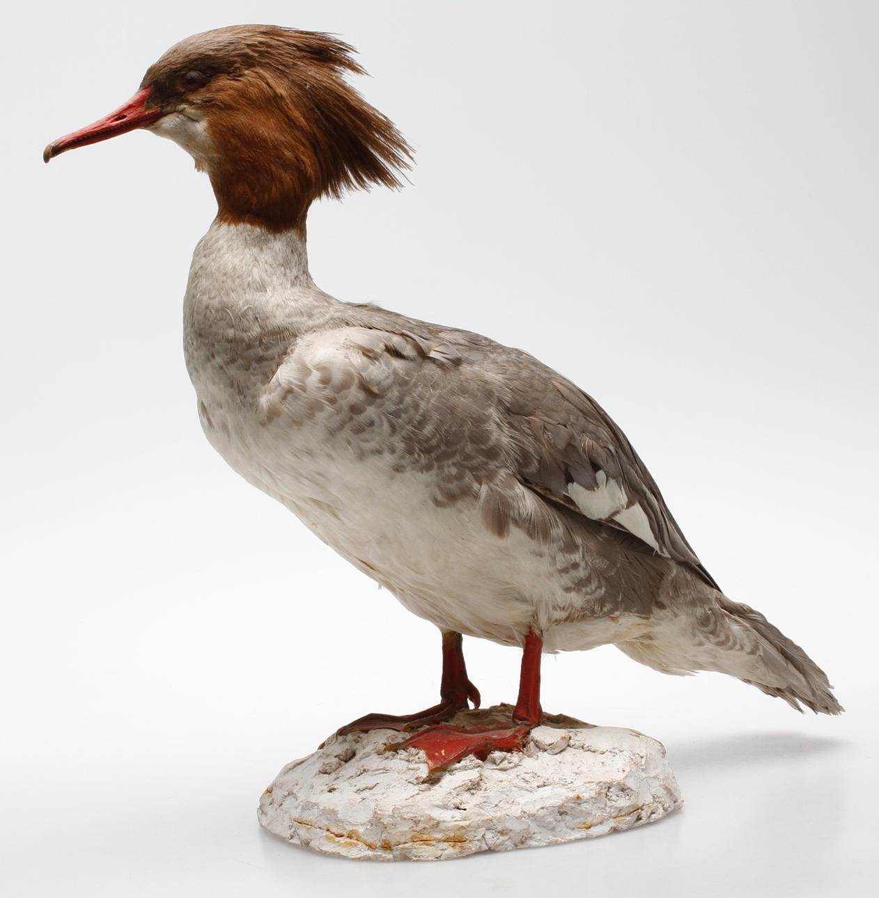 SMÅSKRAKE, uppstoppad.