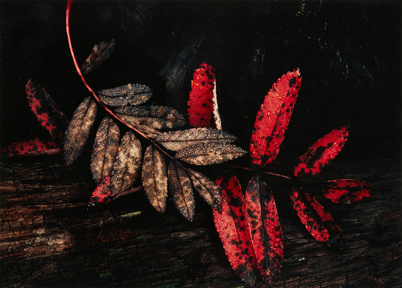 HANS HAMMARSKIÖLD. "Röda löv".