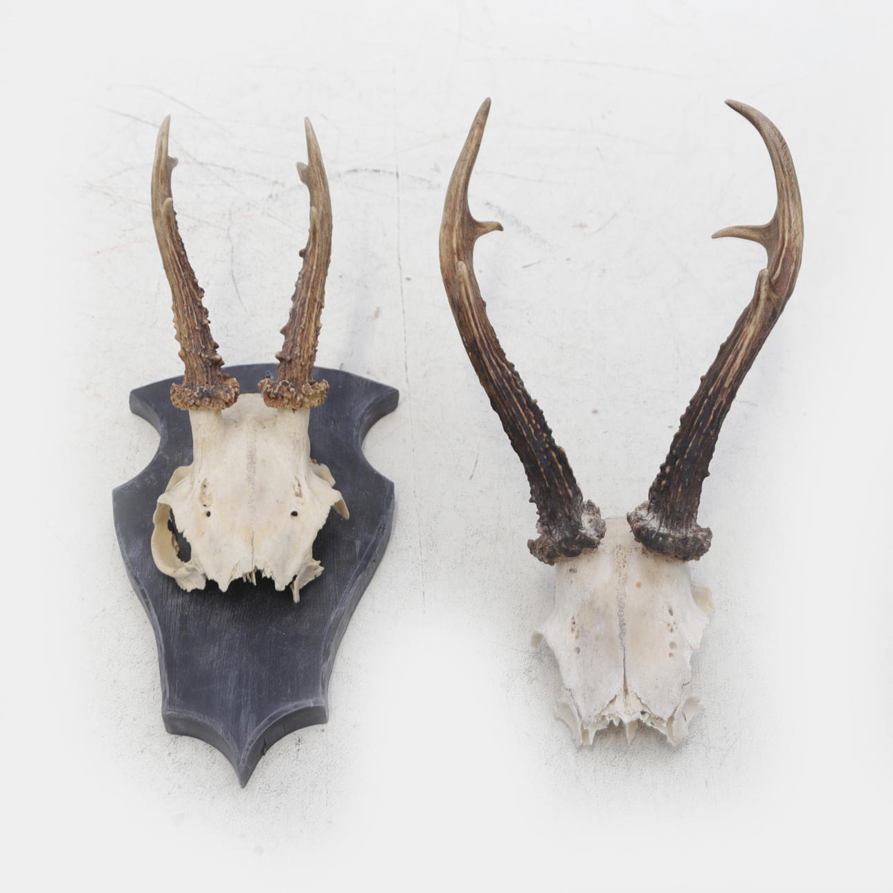 DEER TROPHIES, 2 pcs.