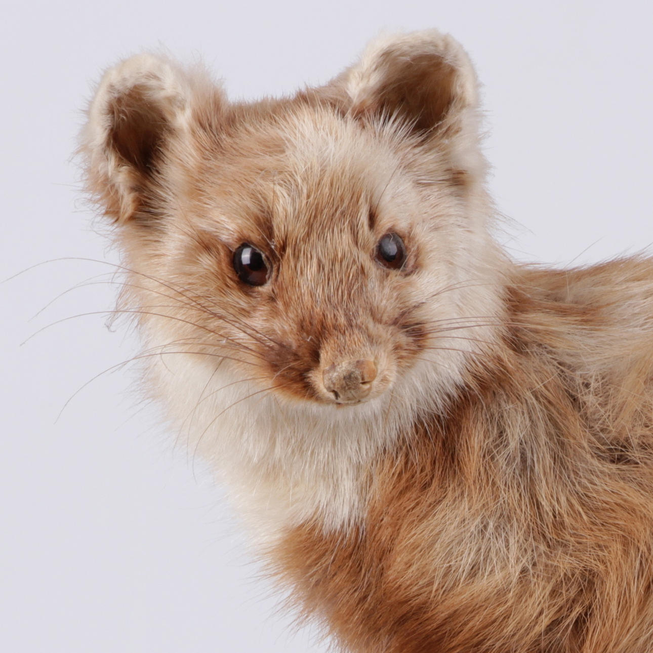 MÅRD, på gren, uppstoppad, 1900-talets mitt.