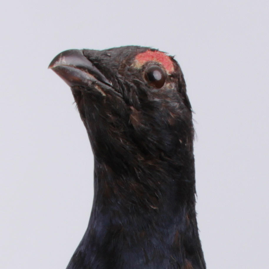 ORRE, på gren, uppstoppad, 1900-talets mitt.