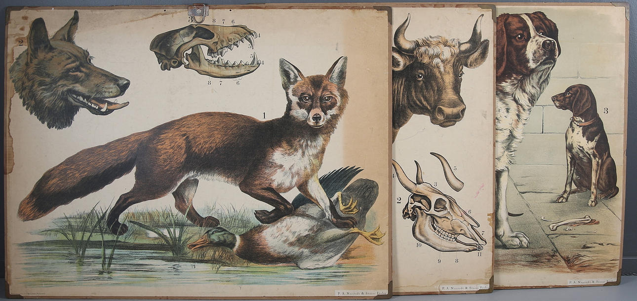 SKOLPLANSCHER, 3 st, hundar, räv och varg samt ko. 1900-talets första hälft.