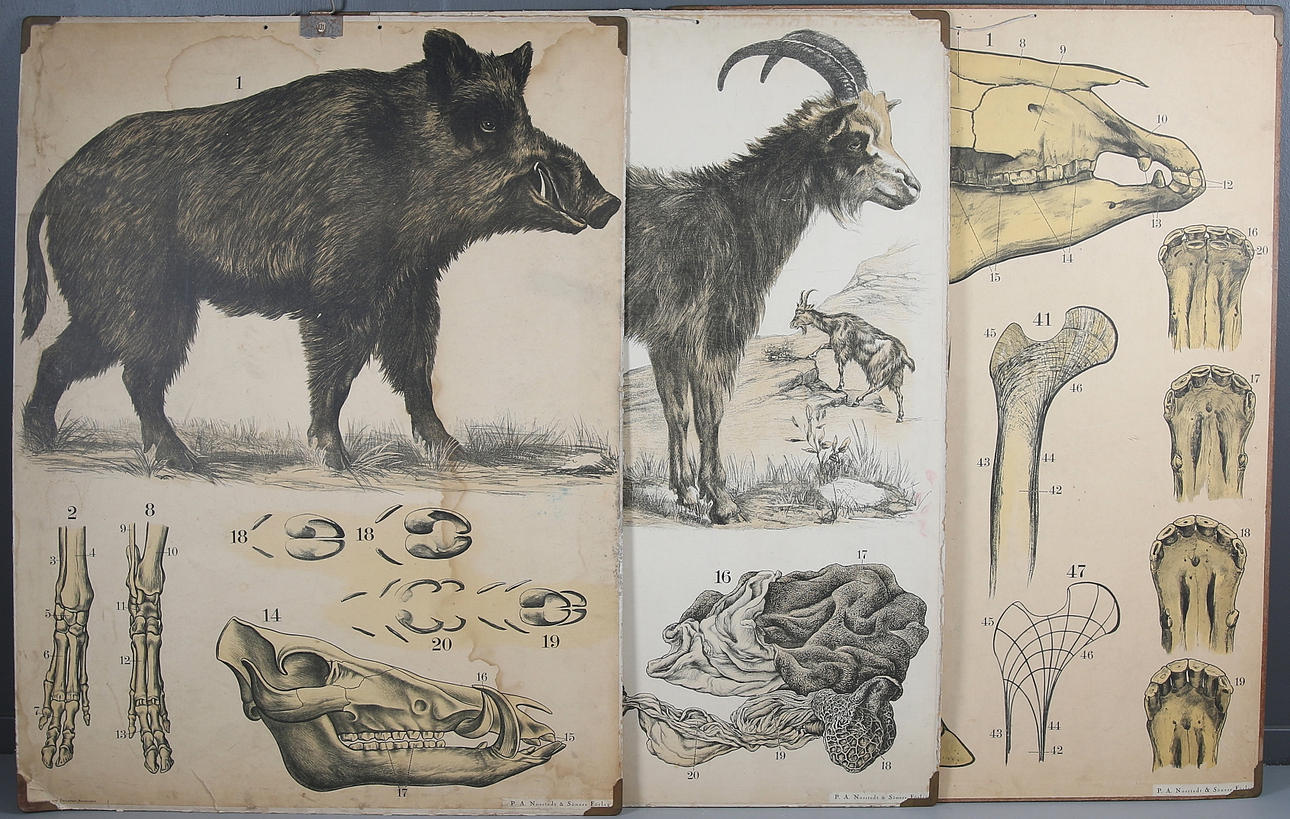 SKOLPLANSCHER, 3 st, bl.a. get samt vildsvin. 1900-talets första hälft.