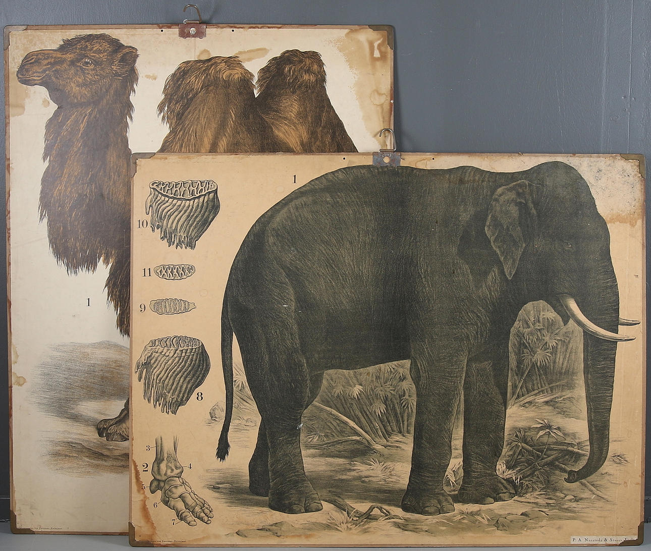 SKOLPLANSCHER, 2 st, kamel samt elefant. 1900-talets första hälft.