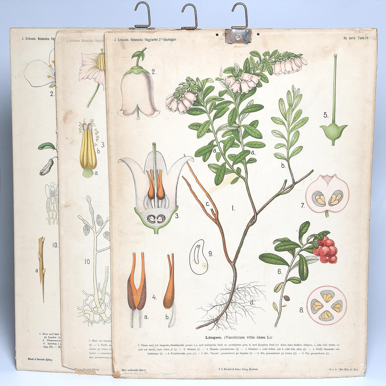 SKOLPLANSCHER, 3 st, lingon, plommon och potatis. 1900-talets första hälft.