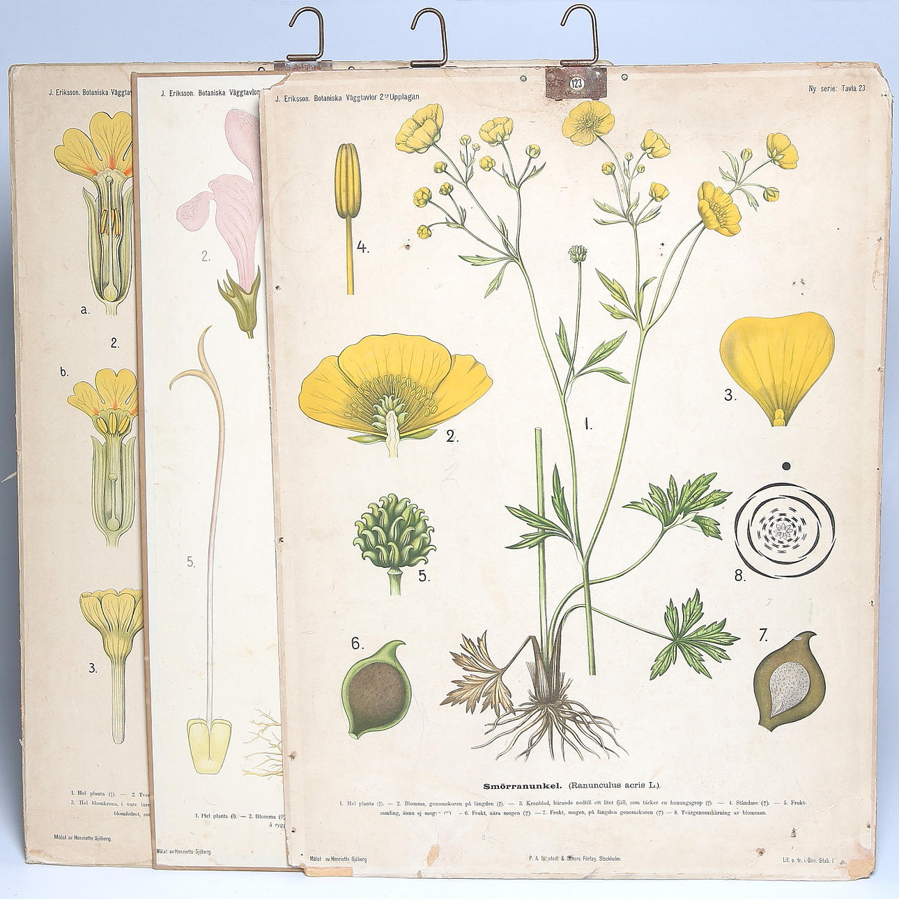 SKOLPLANSCHER, 3 st, smörranunkel, rödplister och gullviva 1900-talets första hälft.