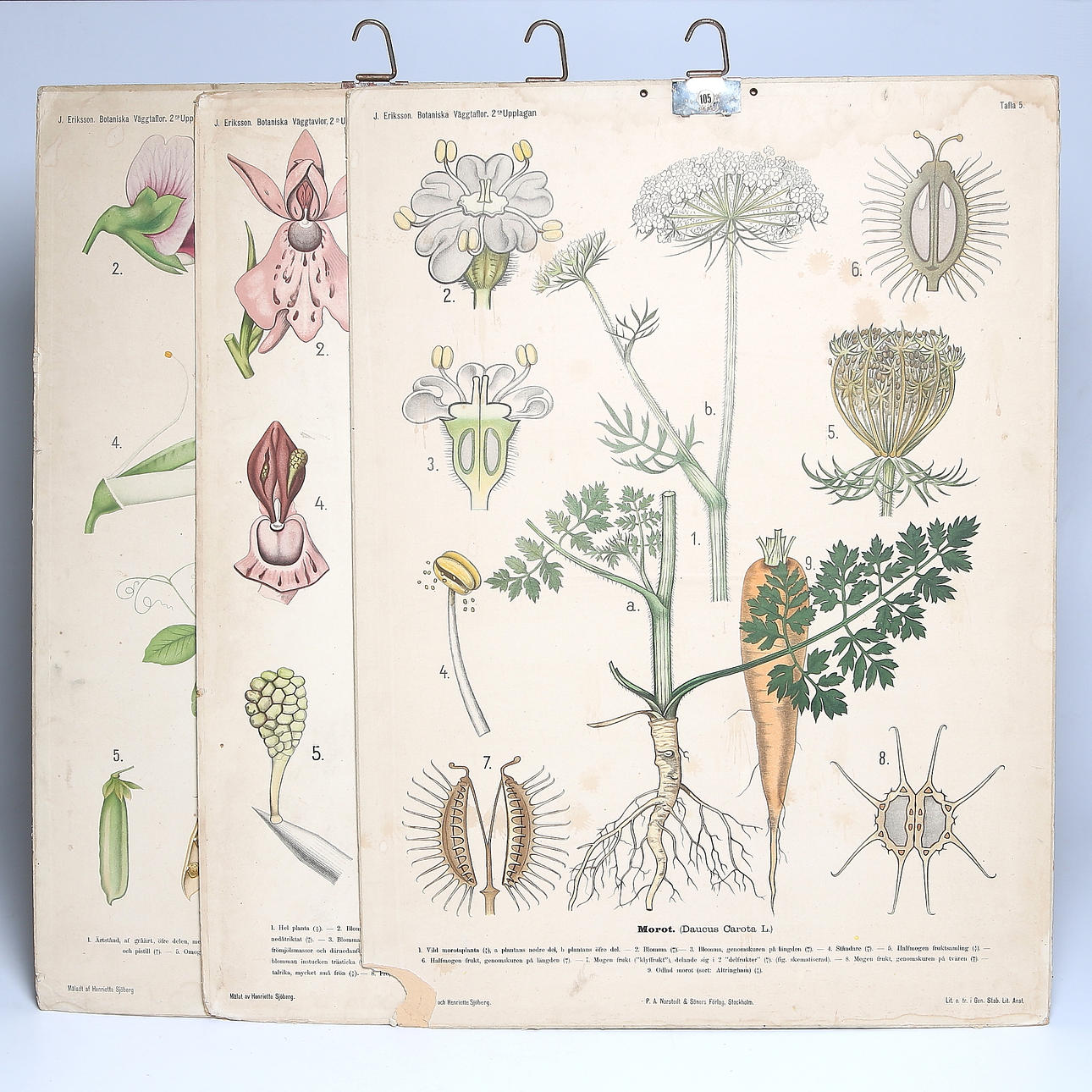 SKOLPLANSCHER, 3 st, fläckigt nyckelblomster, morot och gråärt, 1900-talets första hälft.