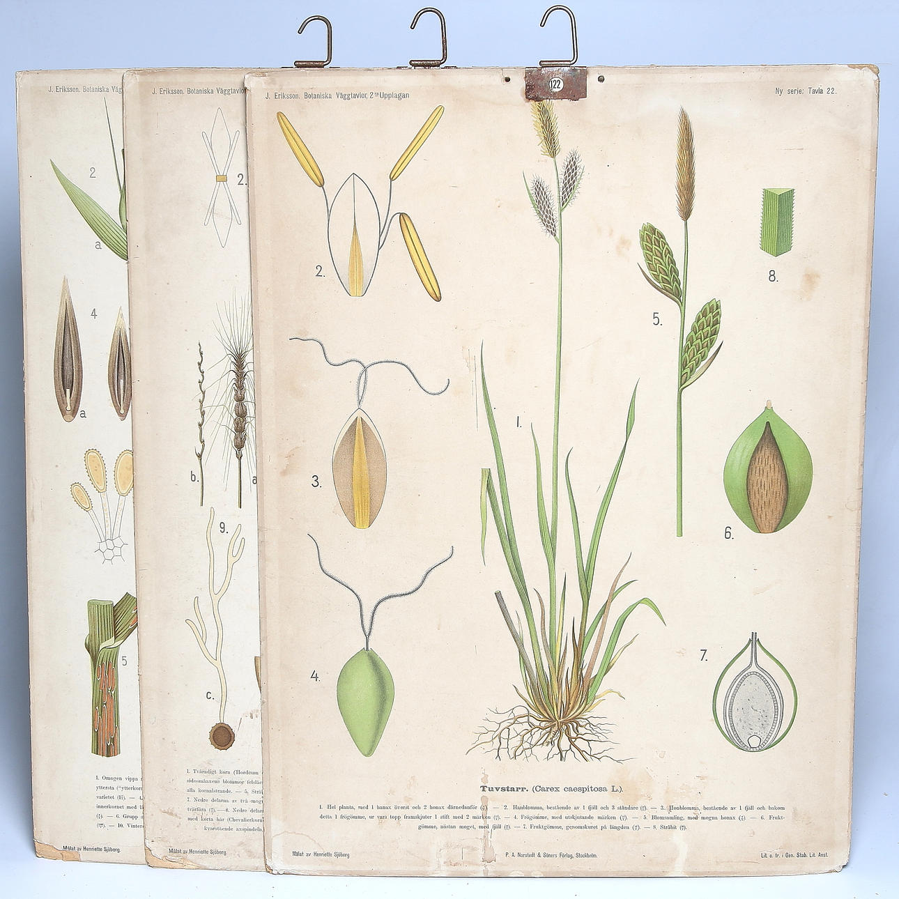 SKOLPLANSCHER, 3 st, korn, tuvstarr och havre, 1900-talets första hälft.