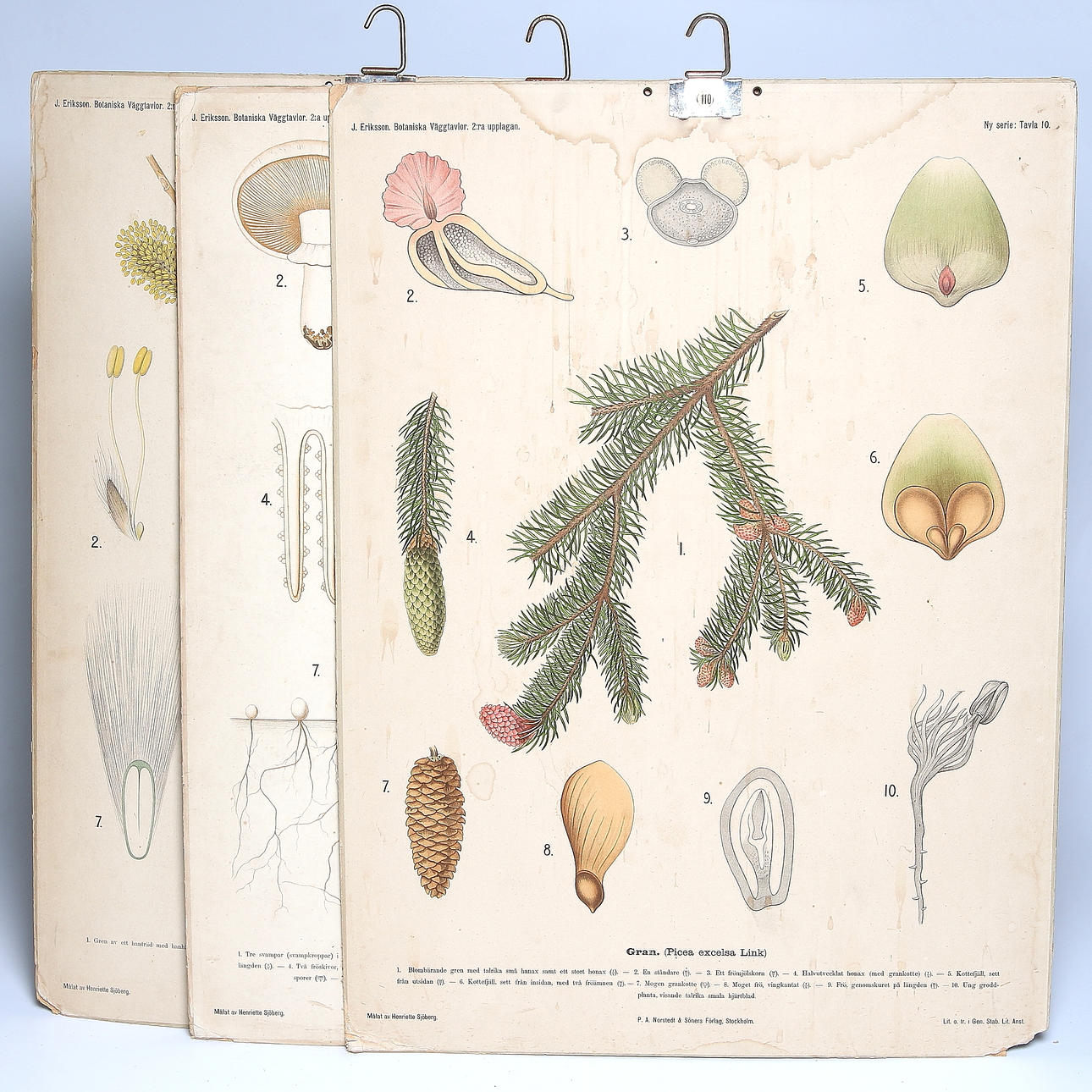 SKOLPLANSCHER, 3 st, sälg, gran och äkta champinjon, 1900-talets första hälft.