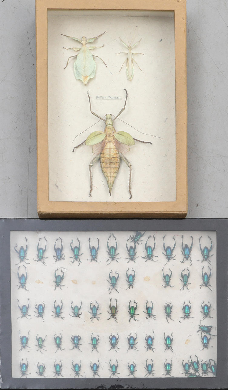 TAVLOR, två stycken med insekter, nutida.