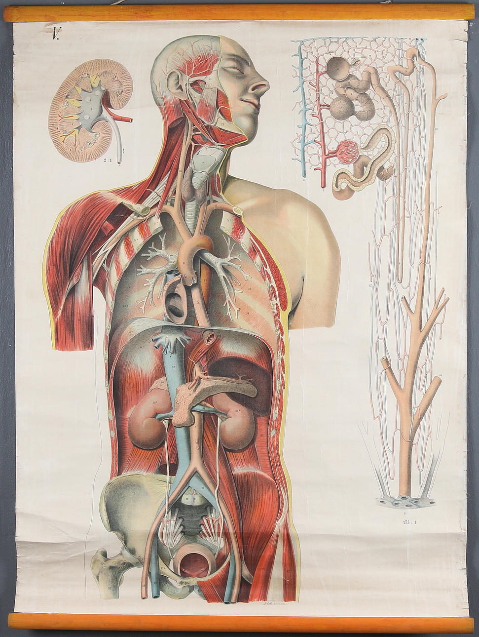 SKOLPLANSCH, människokroppen, 1900-talets första hälft.