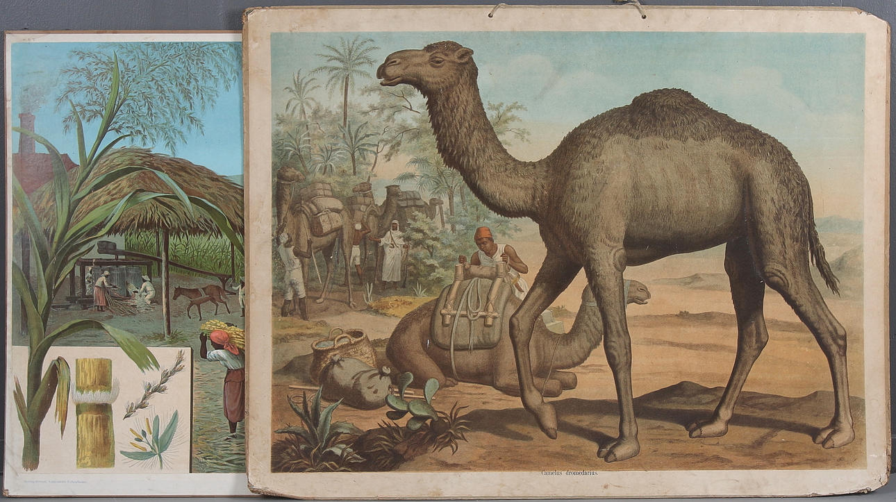 SKOLPLANSCHER, 2 st, socker och dromedar, 1900-talets första hälft.