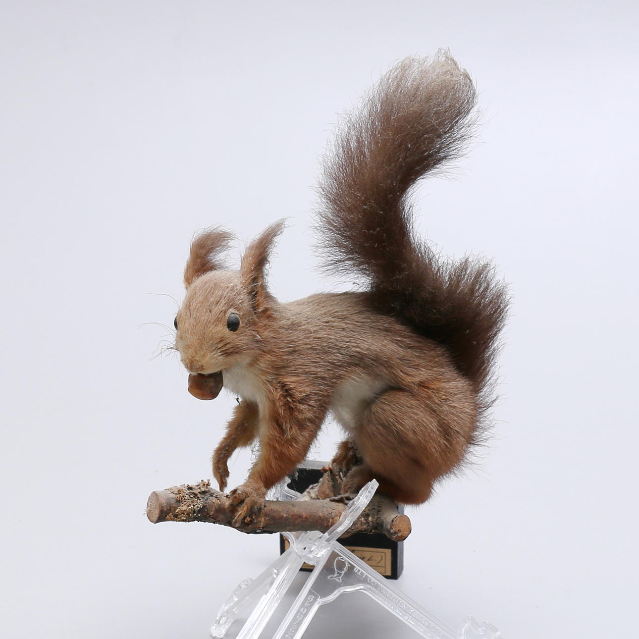 Eine weibliche Eichhörnchen-Taxidermie, 1957.