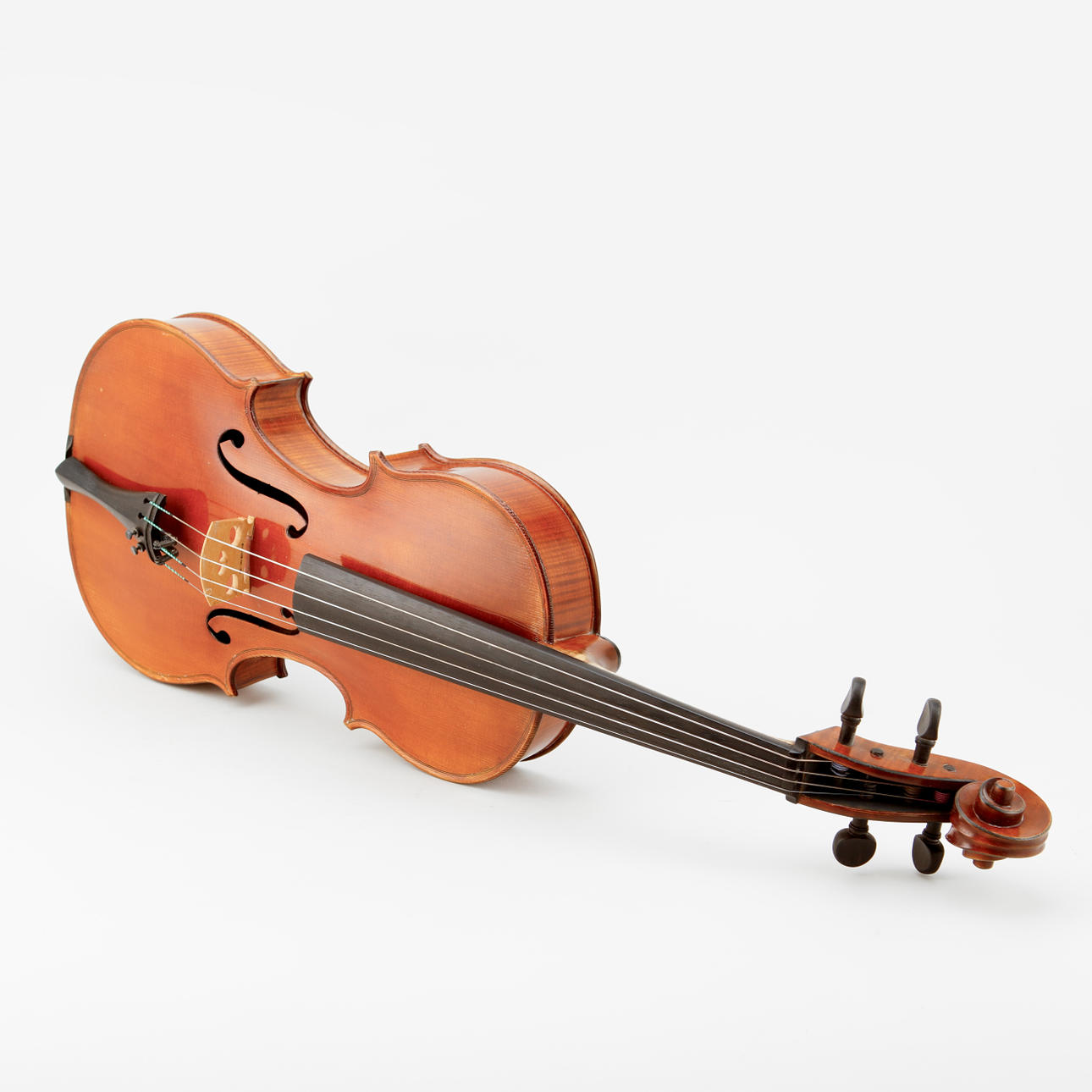 VIOLA, labeled.