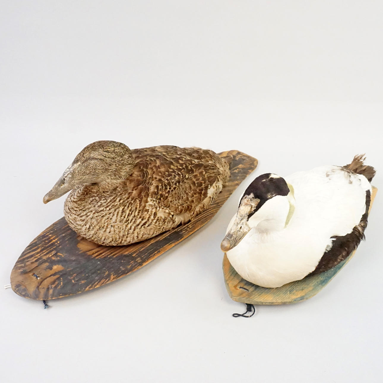 VETTAR, 2 st, Ejderhane samt ejderhona, uppstoppade.