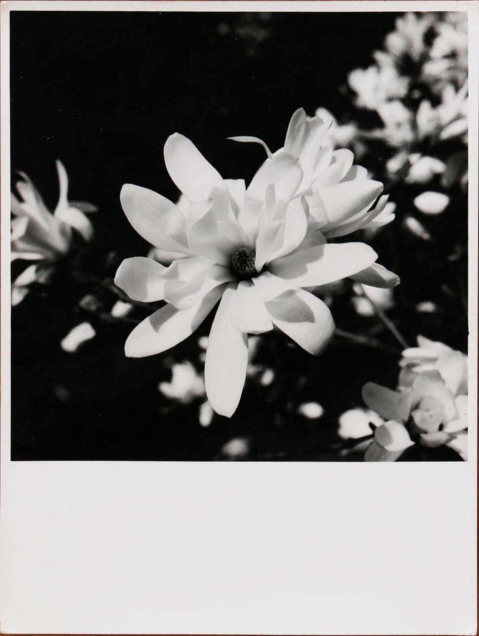 IGNACIO QUIÑONES FÁBREGAS. “Magnolia”.