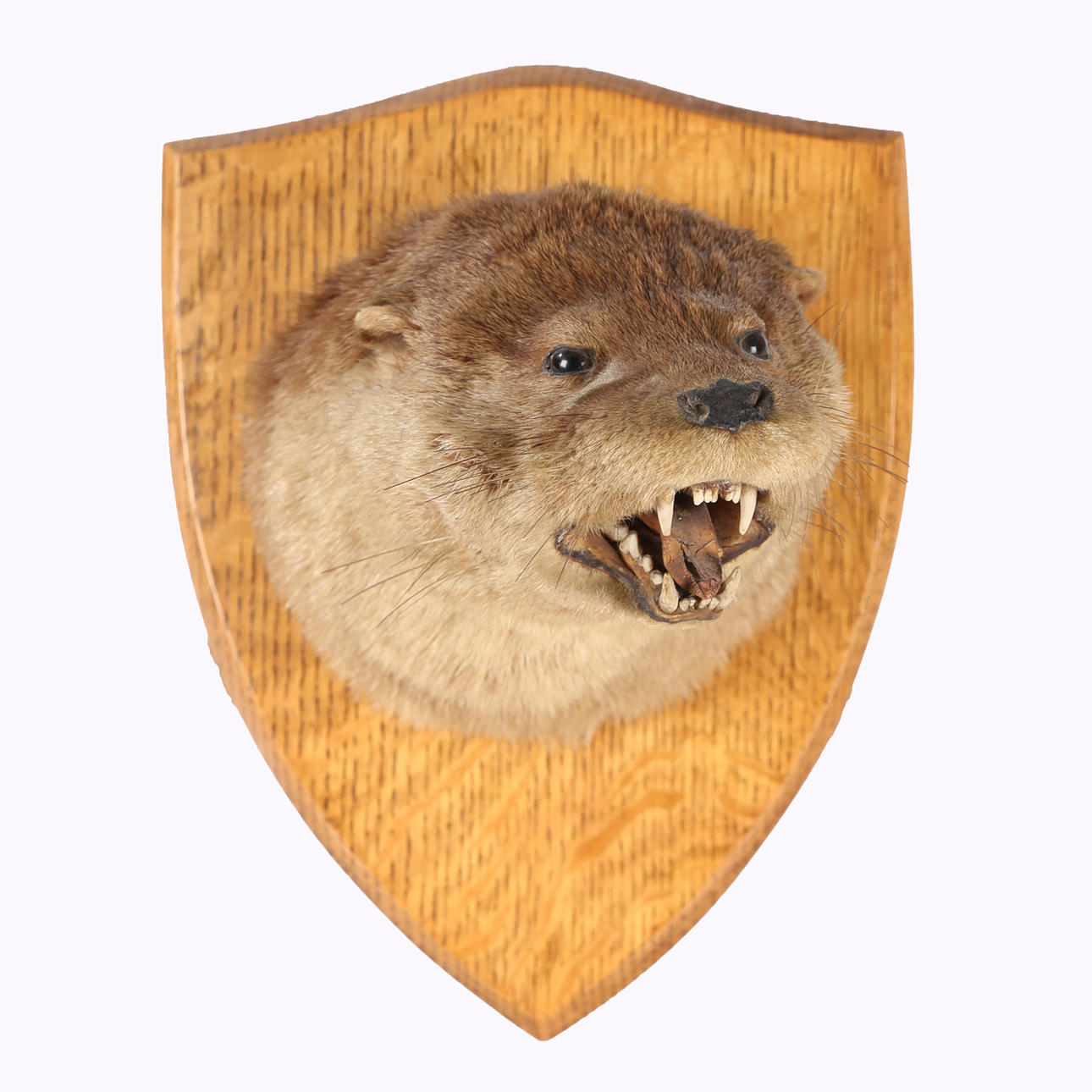 EN TAXIDERMI EUROPÆISK ODDER (LUTRA LUTRA).