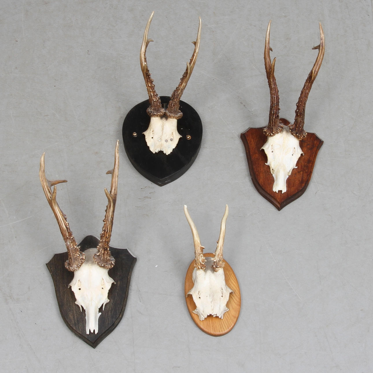 JAKTTROFÉER, 4 st, Hjortdjur, 1900-tal.