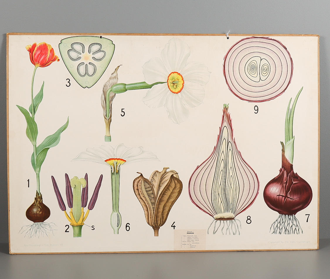 Plantas bulbosas SCHOOL PLANK.