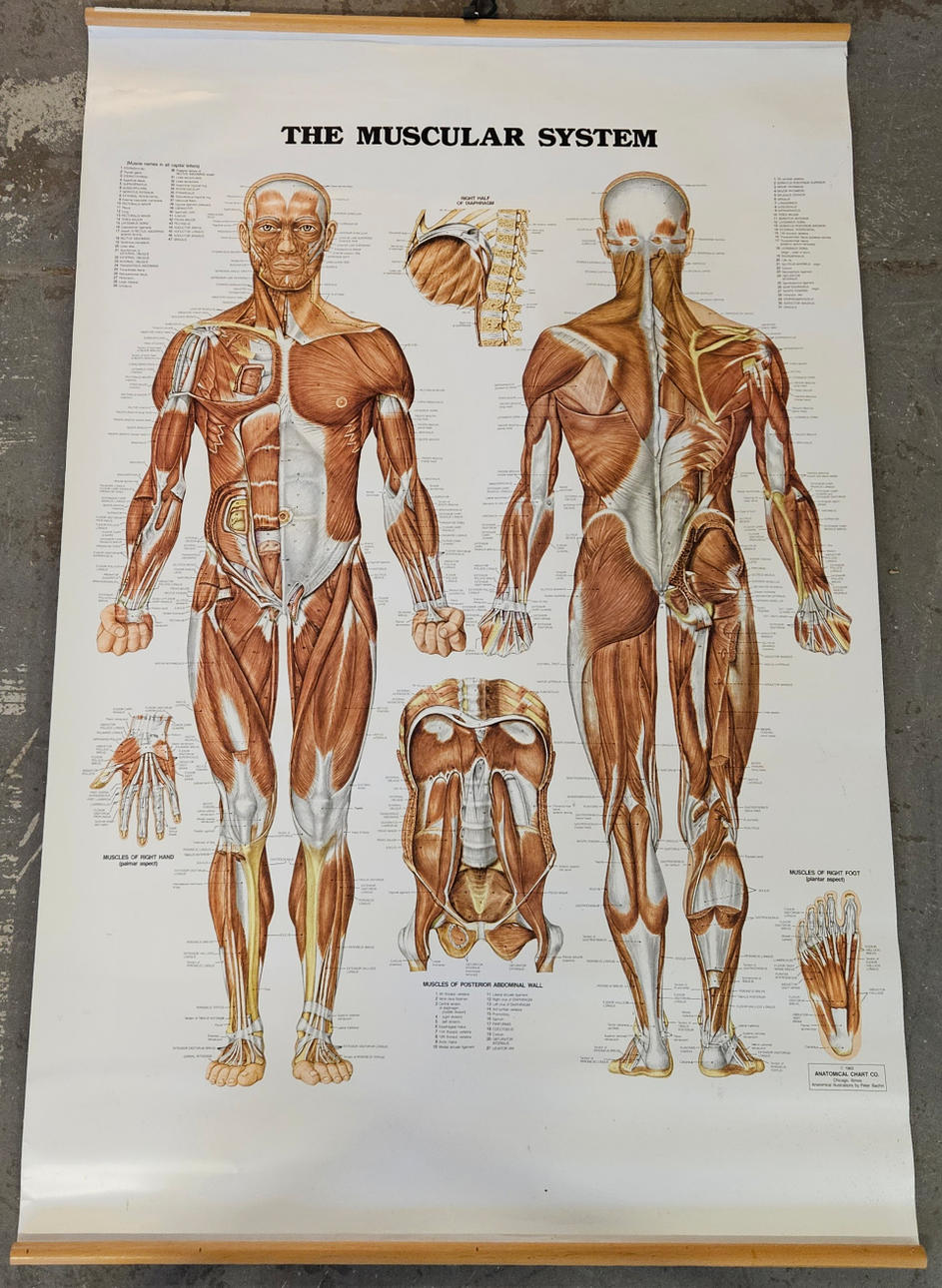 SCHOOL PLAN, Anatomical Chart Co, Chicago Illinois, USA, 1983.