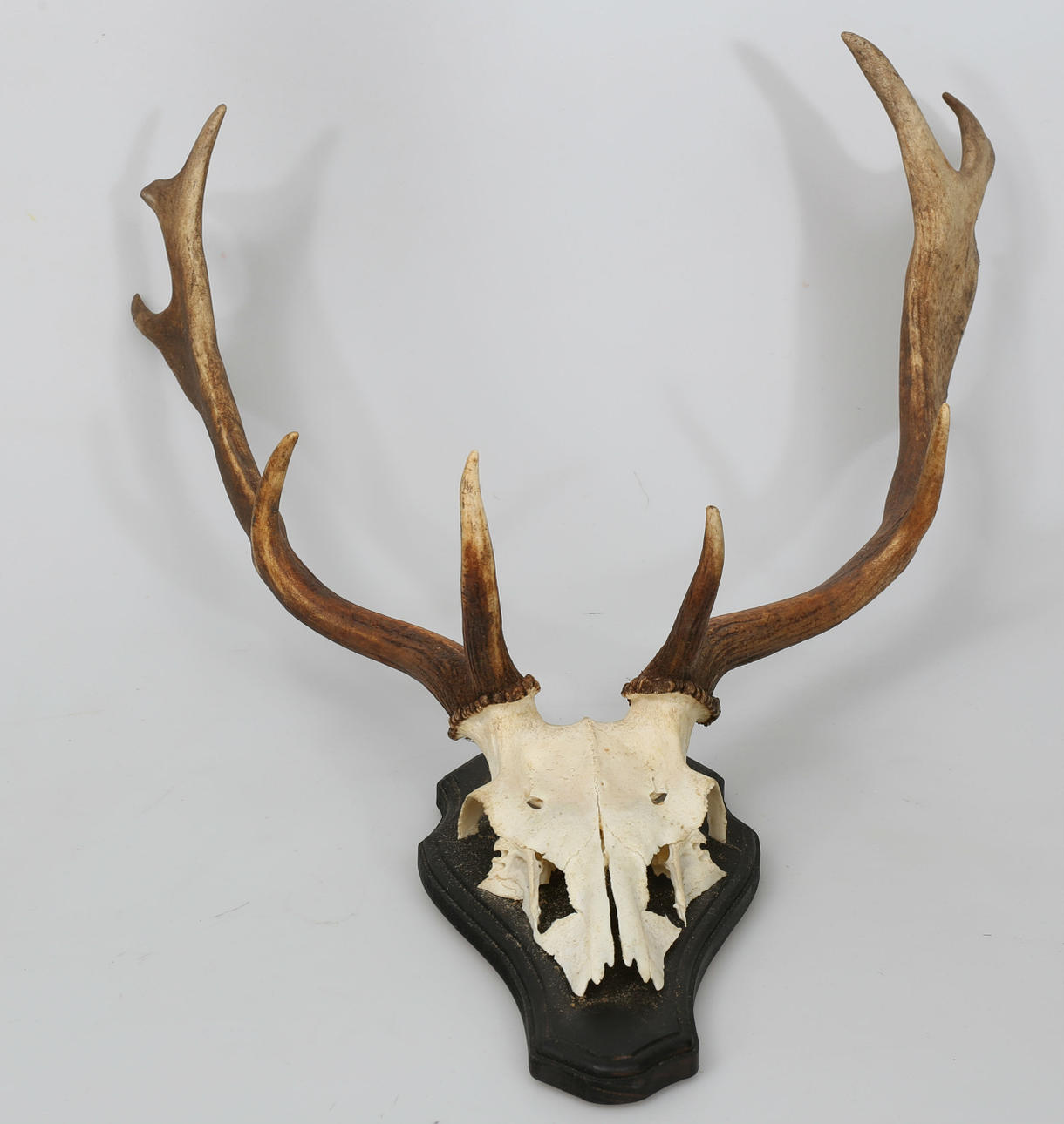 JAKTTROFÈ, hjort eller rådjur, 1900-tal.