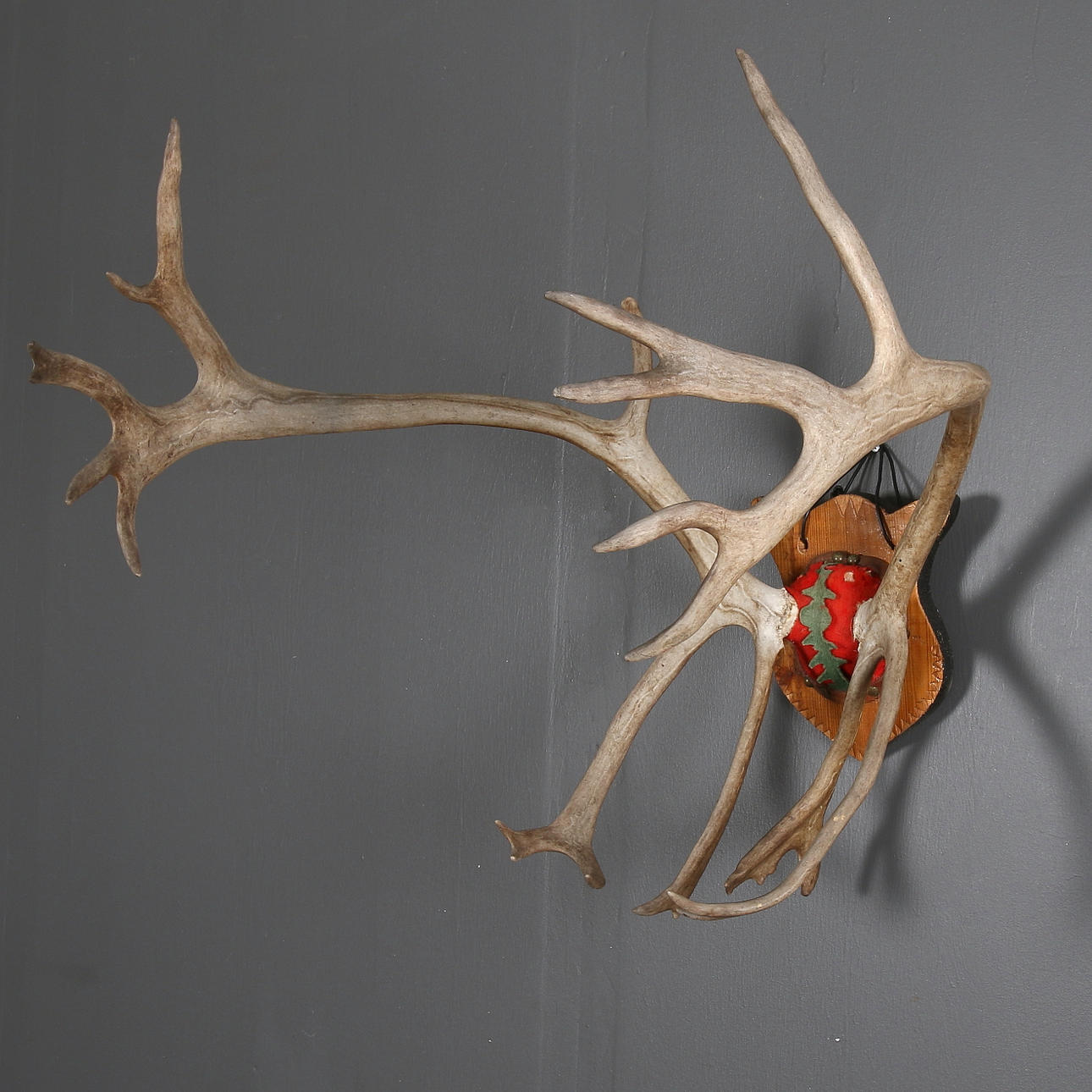 JAKTROFÉ, renhorn, 1900-tal.