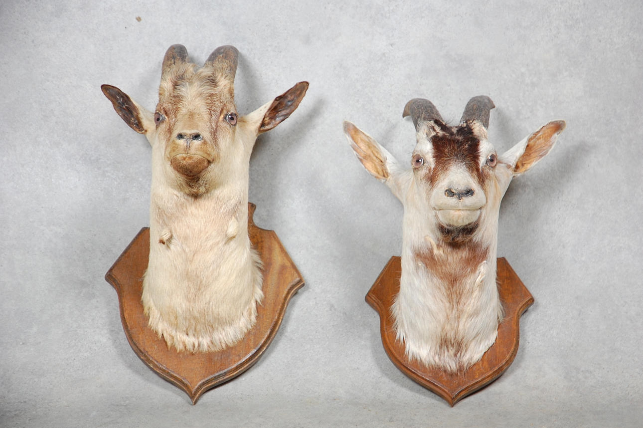 UPPSTOPPADE GETTER 2 st, 1900-tal.