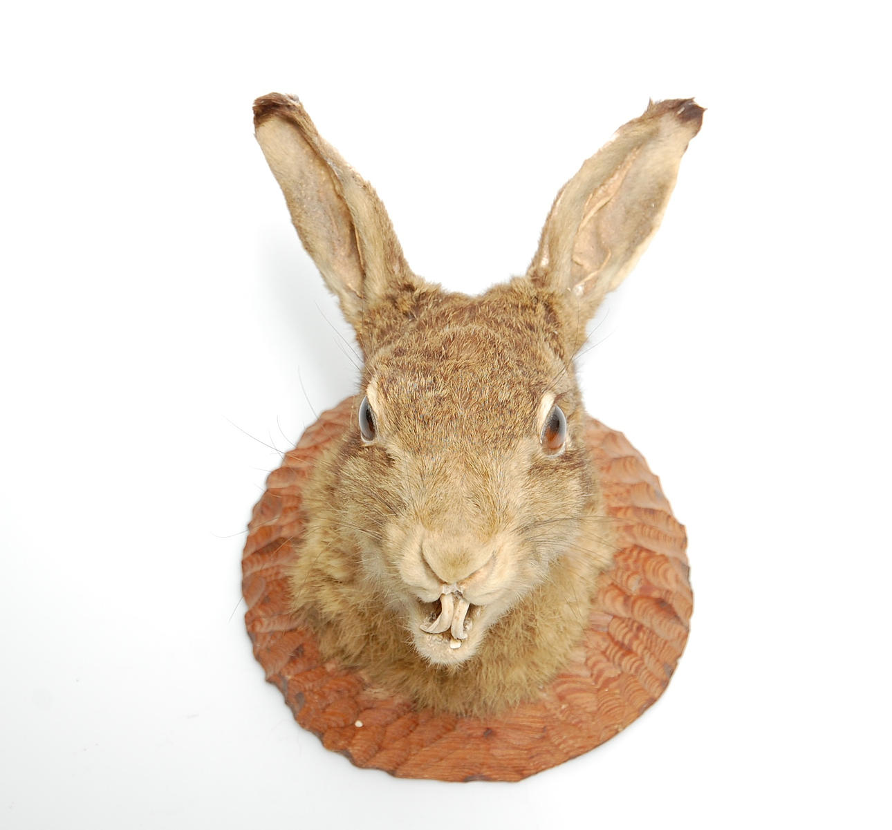 UPPSTOPPAD HARE, 1900-tal.