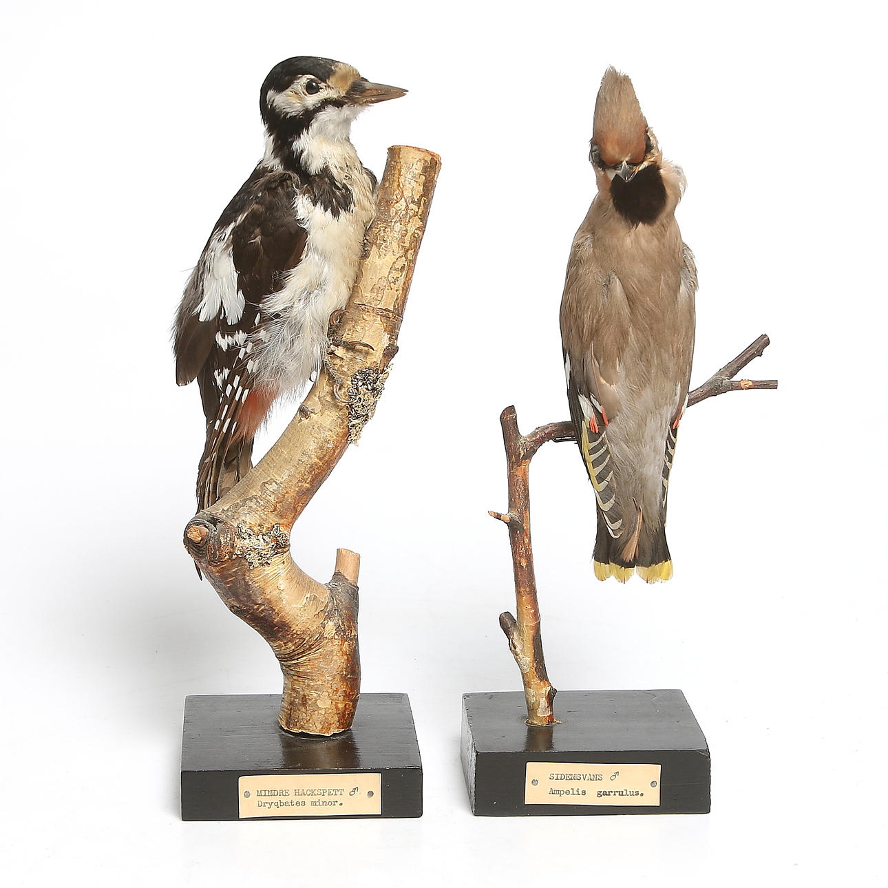 HACKSPETT och SIDENSVANS, uppstoppade.. 1900-talets första hälft.