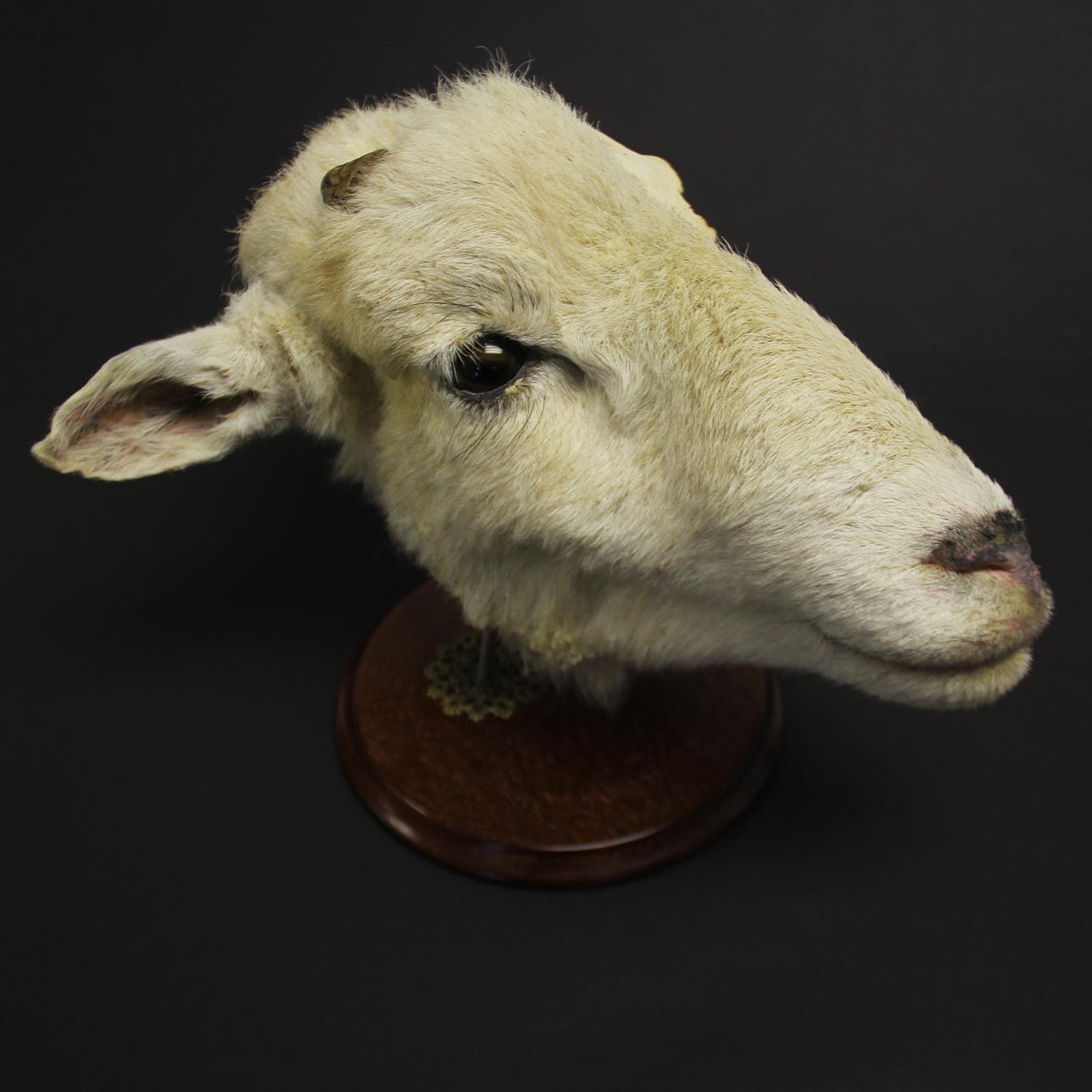 UNIQUE ANATOMY SHEEP HEAD.