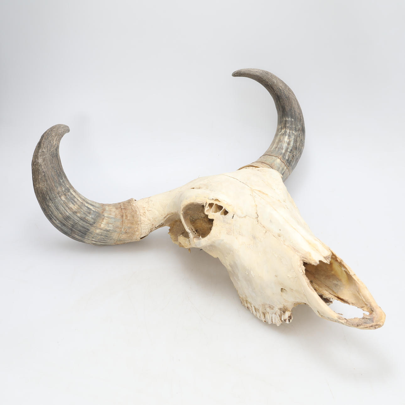 BUFFALO HORN/SKULL.