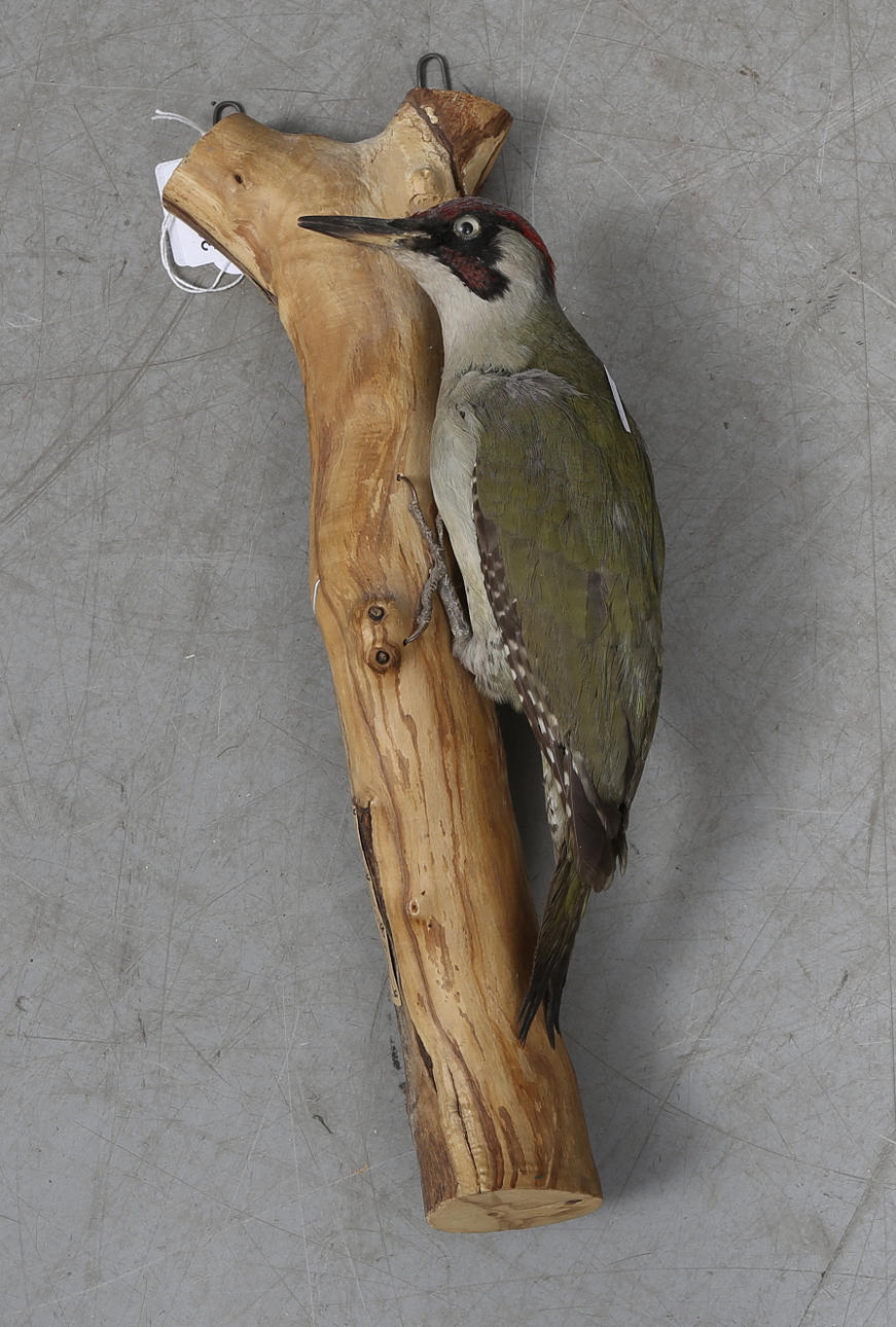 UPPSTOPPADE FÅGEL, gröngöling.