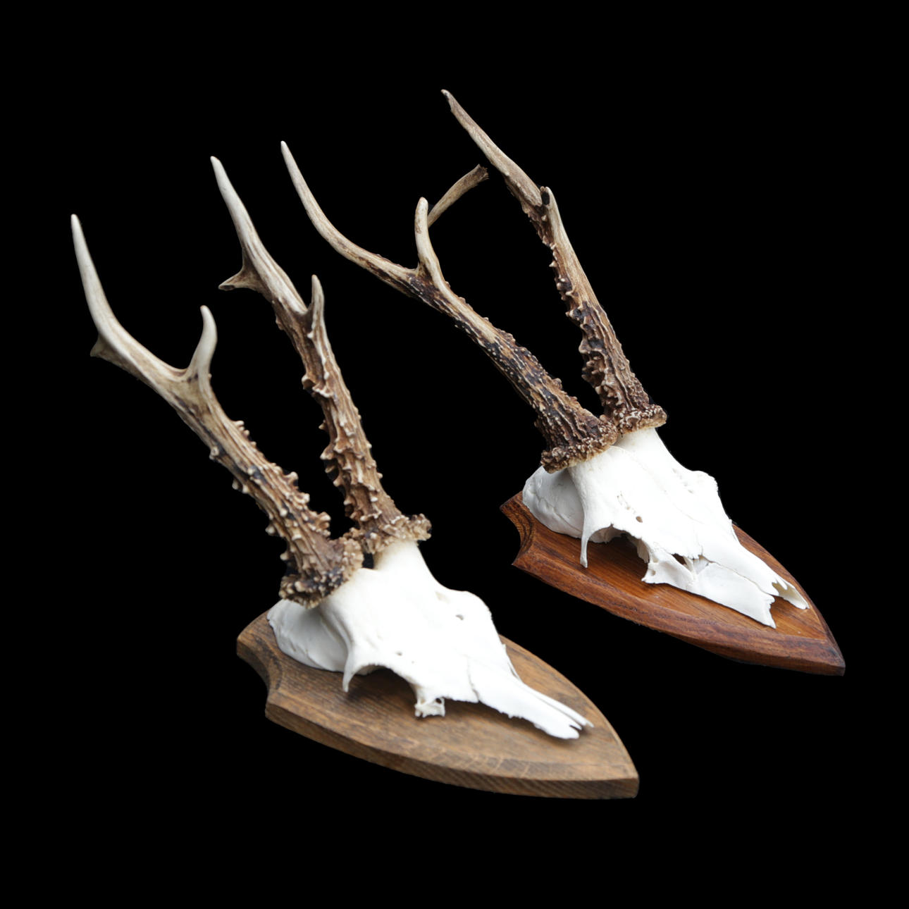 RÅDJURSTROFÉER, 2 st.