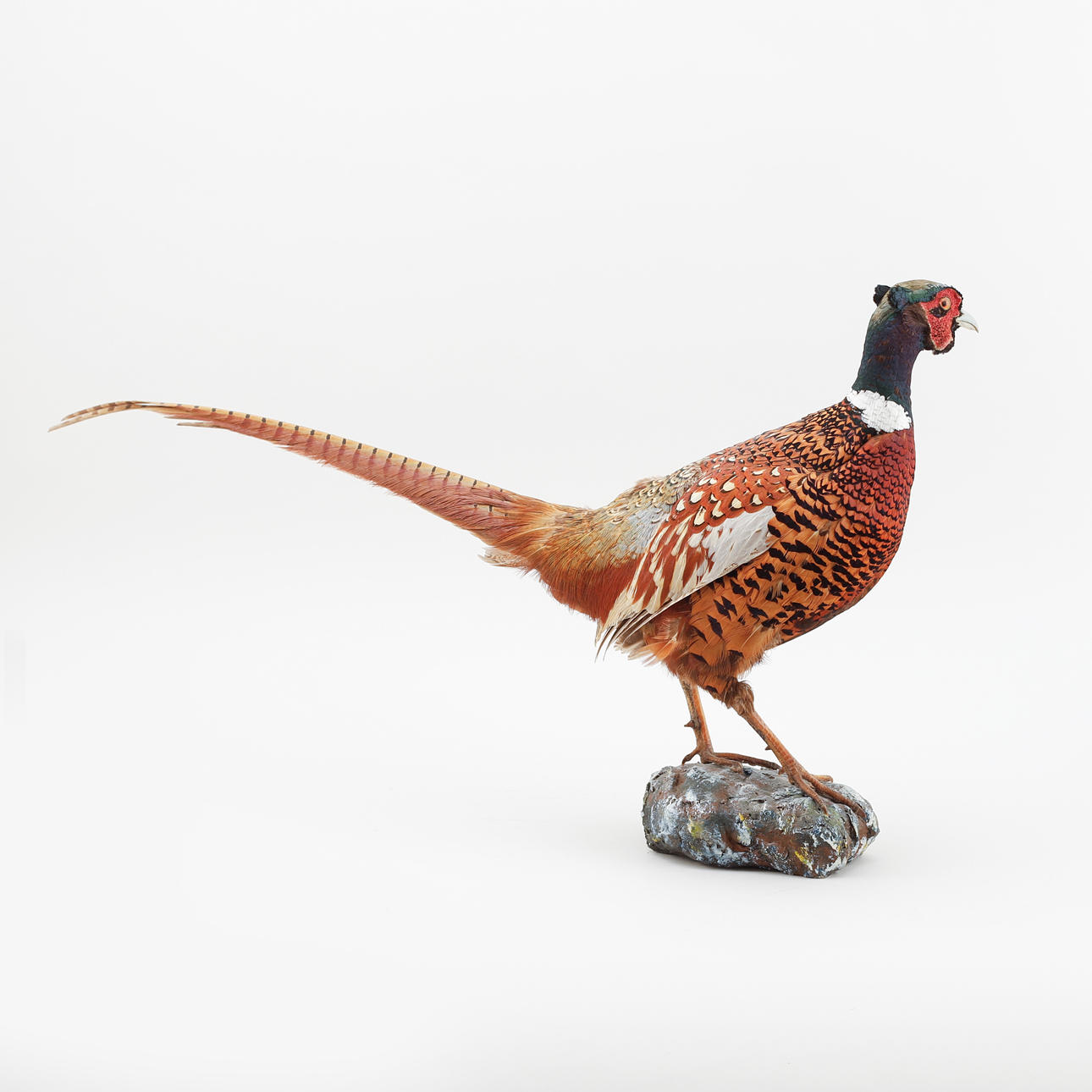 FAISÁN RELLENO, Skurebo 1965.