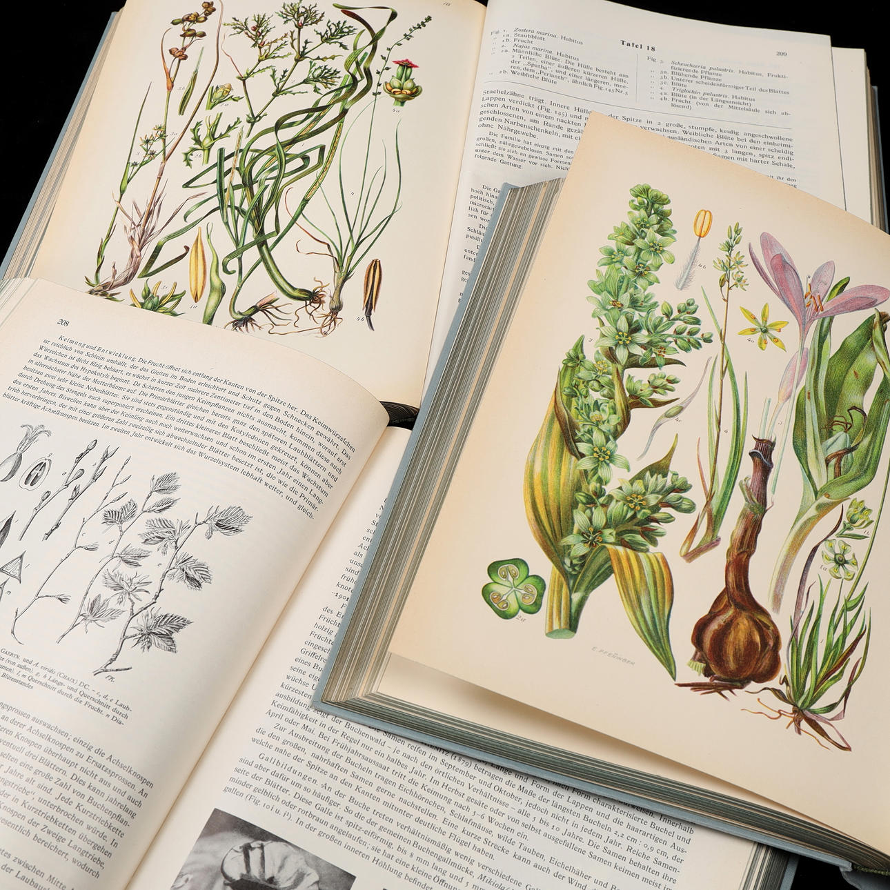 ILLUSTRIERTE FLORA, 3 Teile, Gustav Hegi, 1935-1957.