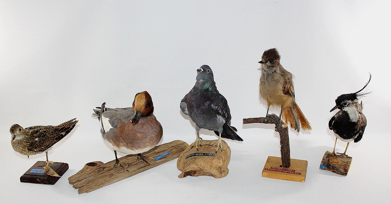 UPPSTOPPADE, blandade fåglar, 5 st.