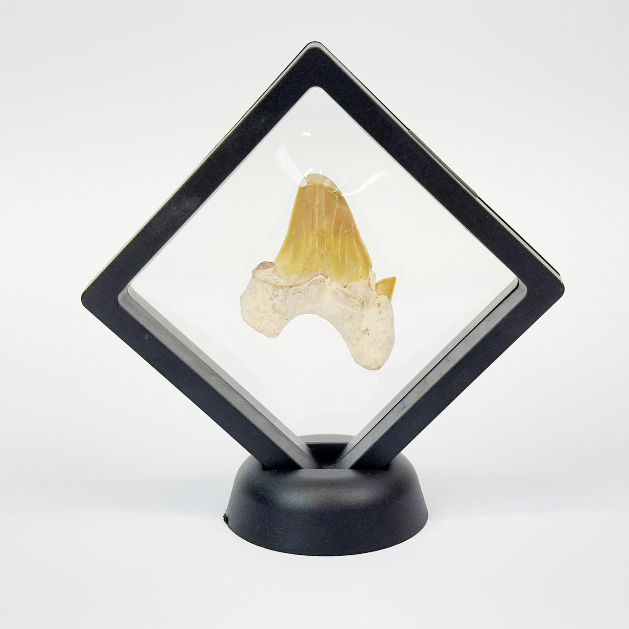 DIENTE DE TIBURÓN OTODUS.