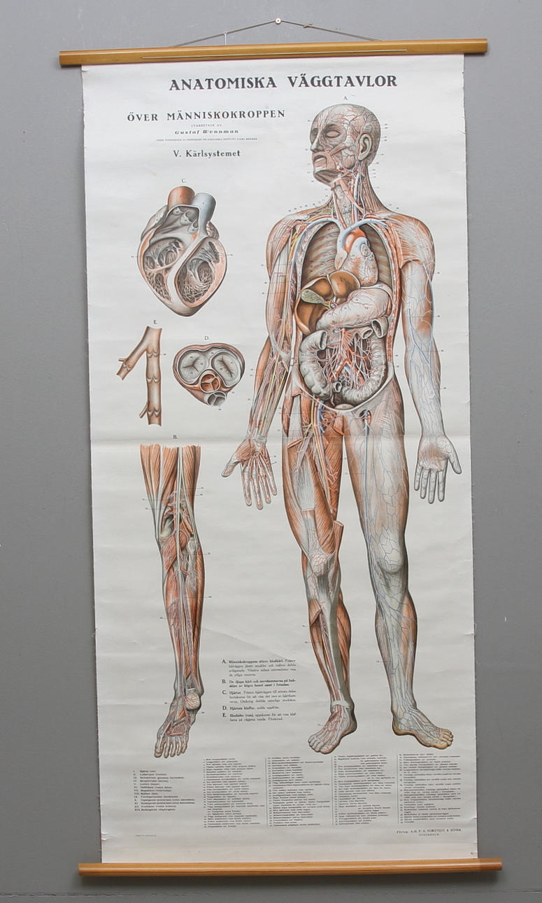 SKOLPLANSCH, "Anatomi över människokroppen", Norstedt & Söner, 1900-tal.