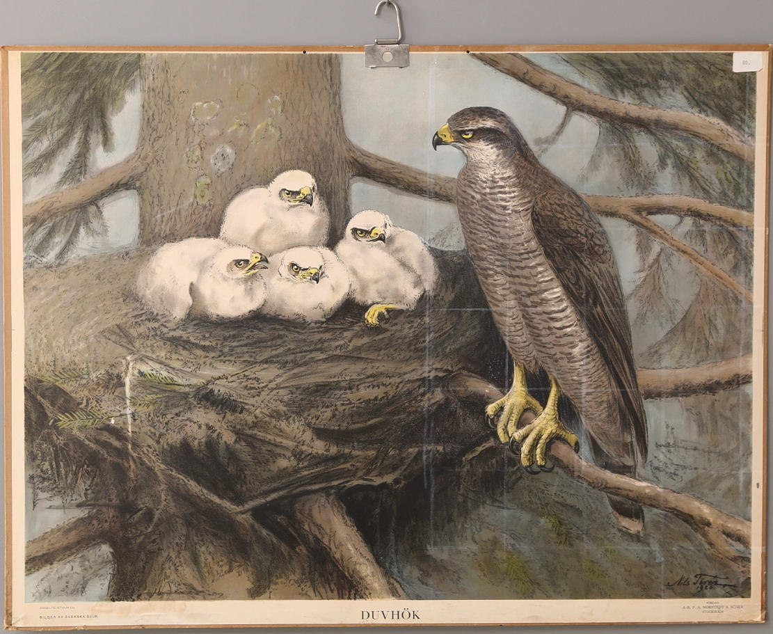 SKOLPLANSCH, Duvhök, Nordstedts.