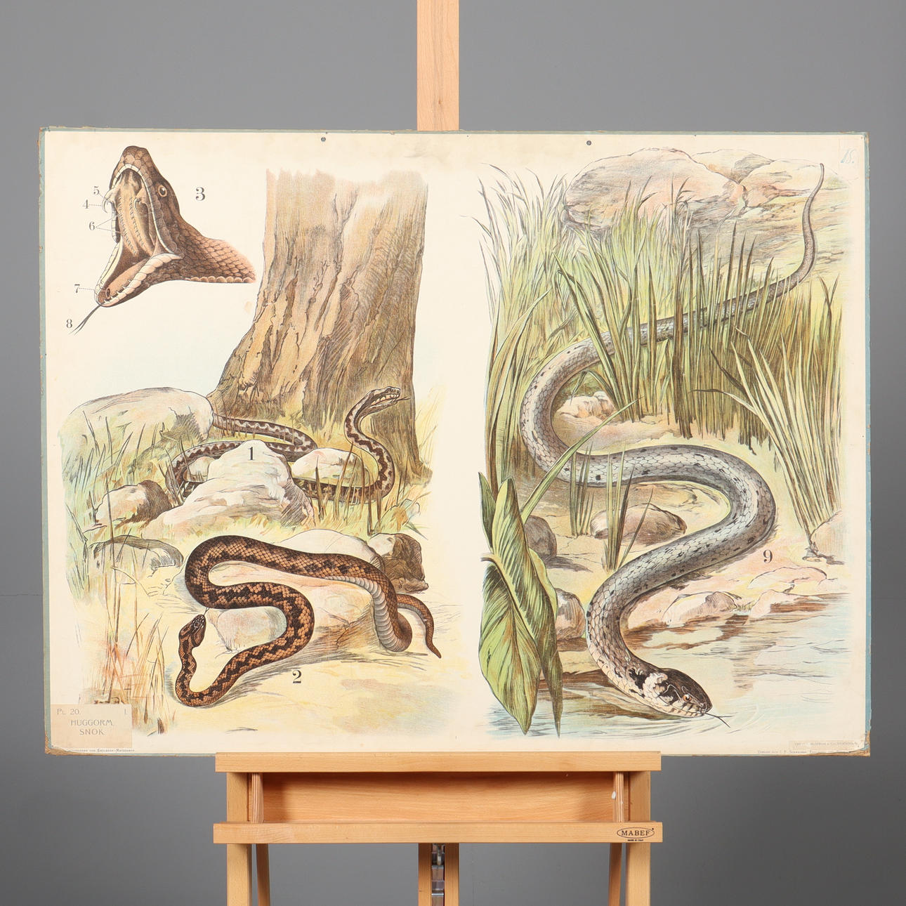 SKOLPLANSCH, huggorm/snok, Frans Svanström & Co.